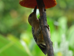 Costa_Rica_00082